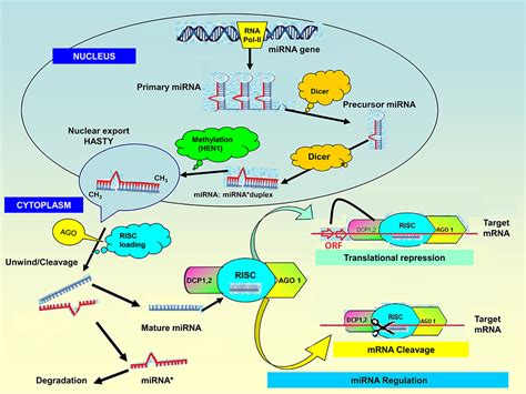 Image result for Gene Expression Control Plant Cells microRNA