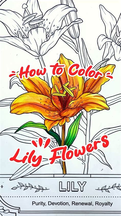 [Video] How To Color Peacook Tail♥️From 99FOX