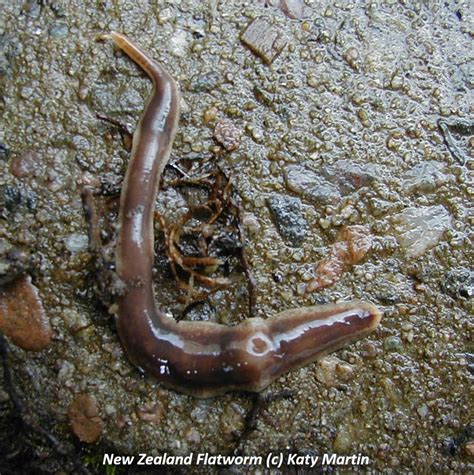 Flatworms | Earthworm Society of Britain