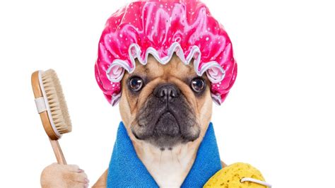 Funny Dogs Clean 的图像结果