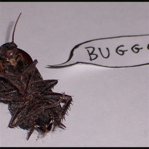 Image result for Bug Compilation