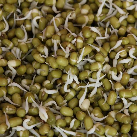 Mung Bean Sprouts Nutrition and Health Benefits - Healthier Steps