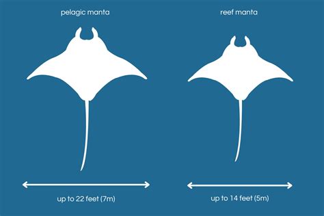 The Size of Manta Rays: How Big Can they Grow? - Manta Ray Advocates Hawaii