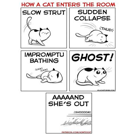 HowToBasic Cat 的图像结果