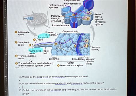 Image result for Apoplastic Pathway Model Kit