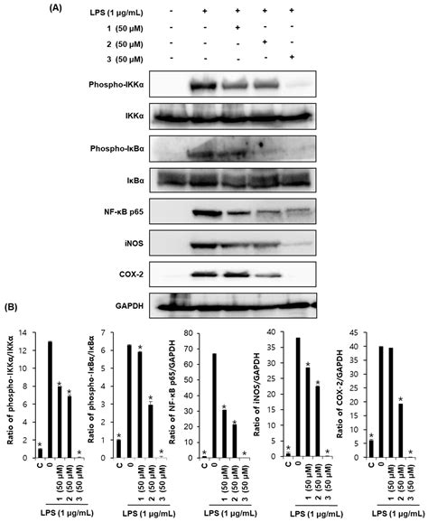 Anti-Inflammatory Phenolic Metabolites from the Edible Fungus Phellinus ...