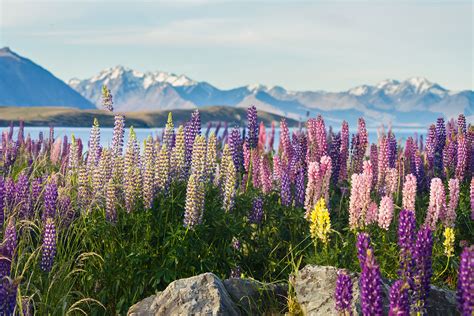 New Zealand Hunting Weather by Month: Canterbury and the Southern Alps ...
