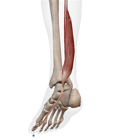 Flexor Hallucis Longus - Kettlebell Monster