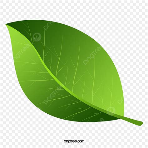 Clip Art Green Leaf