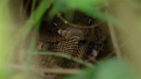 King Cobra: IFS Officer Captures King Cobra Eating Indian Cobra | Viral ...
