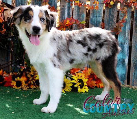 Can You Breed 2 Blue Merle Australian Shepherds