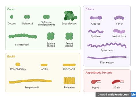 Image result for Classification of Bacteria
