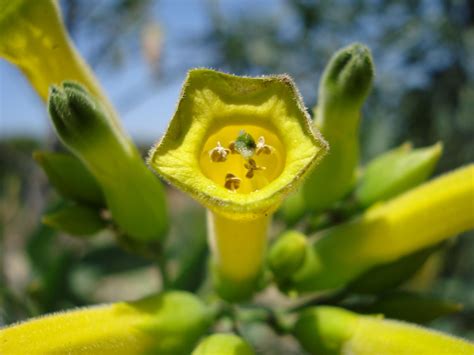 Nicotiana Glauca