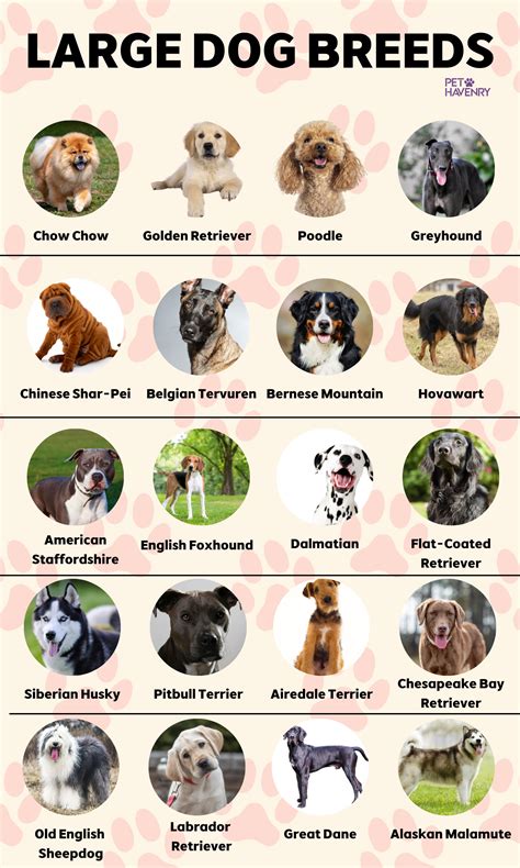 Thinking Big? Meet 20 Beautiful Large Dog Breeds! 🐾💖 | Cute dogs breeds ...