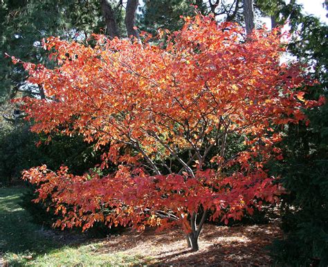 Image result for Serviceberry Tree Varieties