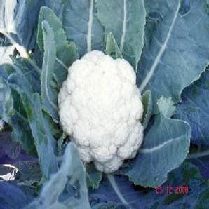 NS 131 Cauliflower Seeds - Namdhari | F1 Hybrid | Buy Online Now ...