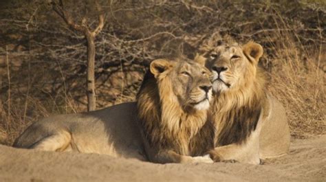 臭名昭著的两头雄狮，体长近3米、无鬃毛，9个月吃掉135个印度人！_狮子