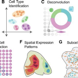 Spatial Transcriptome Method 的图像结果