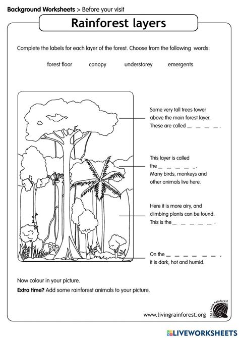 Rainforest Layers Worksheet 的图像结果