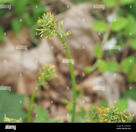Oriental false hawksbeard (Youngia japonica Stock Photo - Alamy