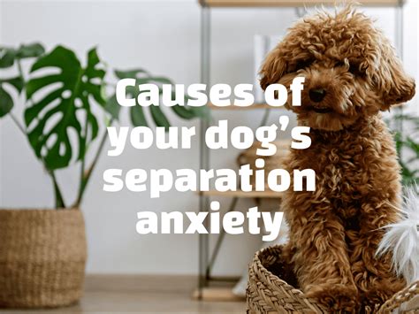 Image result for Dog Separation Anxiety Problem