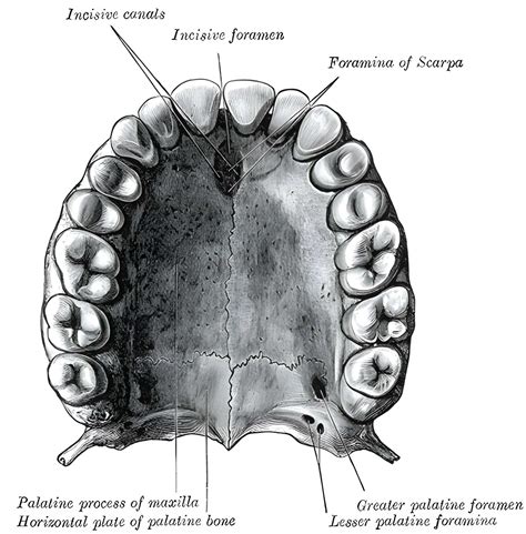 Greater Palatine Foramen