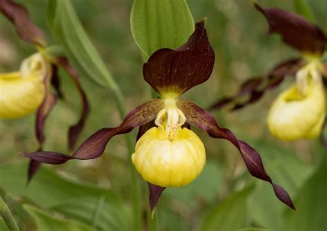What Does A Lady Slipper Flower Look Like at Diane Straub blog