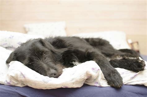 Pancreatic Cancer (Insulinoma) in Dogs - Symptoms, Causes, Diagnosis ...