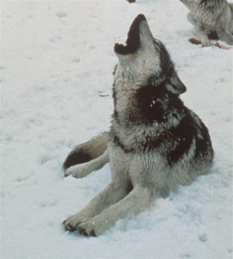 Image result for Wolves Howl