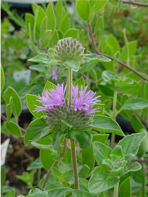 Monardella villosa (Coyote Mint)