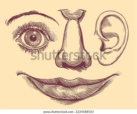 Image result for Face Features