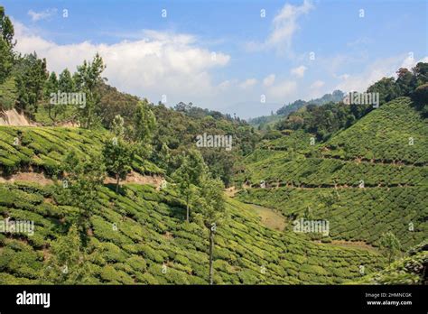 Image result for PreViser How Program