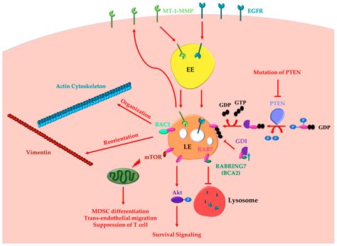 Role of the RAB7 Protein in Tumor Progression and Cisplatin Chemoresistance