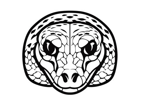 Image result for Learning Python Illustration