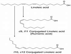 Image result for conjugated linoleic