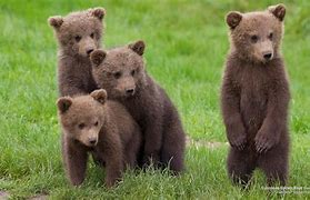 Image result for Super Cute Baby Bears
