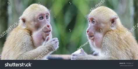 91,980 Talking To The Animals Images, Stock Photos & Vectors | Shutterstock