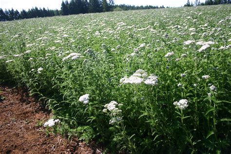 Yarrow Hardiness Zone at Sherry Ramos blog