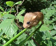 Image result for Small Mammal Pets