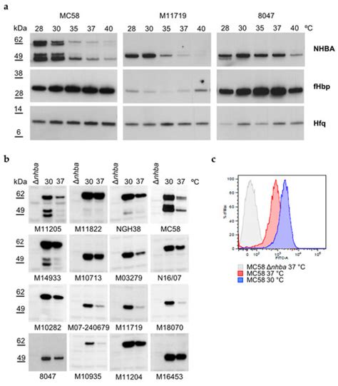 Multilayer Regulation of Neisseria meningitidis NHBA at Physiologically ...