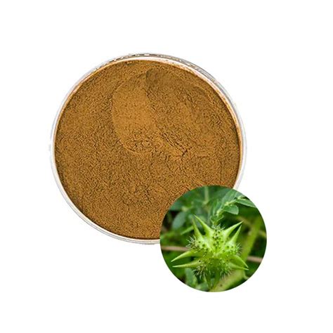 Tribulus terrestris extract supplier- HongHaoherb
