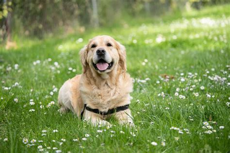 Golden Retriever Lifespan: Everything You Need To Know