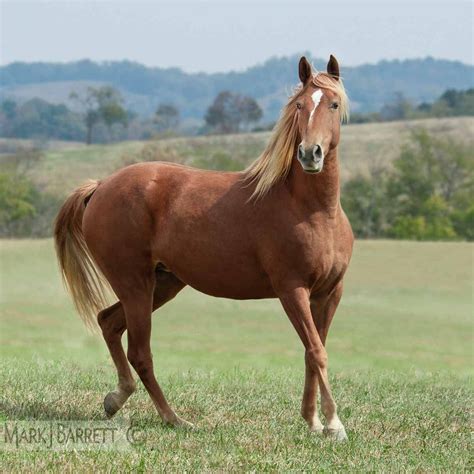 What Are Tennessee Walking Horses at Abby Humphries blog