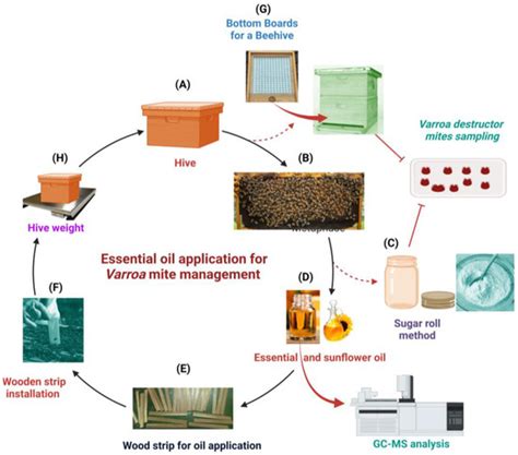 GC-MS Analysis and Evaluation of Essential Oils as Volatile ...