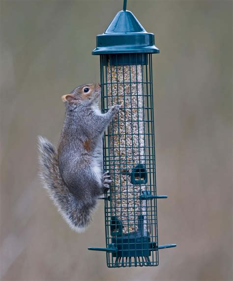 Squirrel Buster Classic from Living with Birds