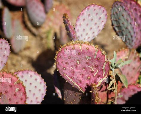 Purple prickly pear cactus hi-res stock photography and images - Alamy