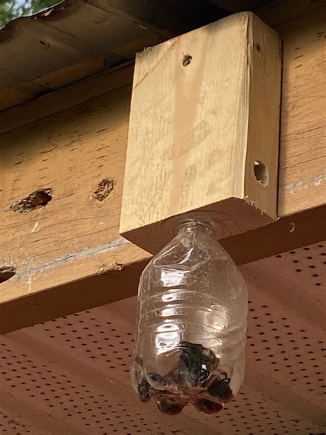 Carpenter bee trap, Bee traps, Carpenter bee