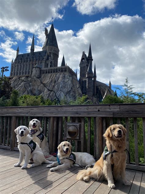 Heart & Soul Service Dog Program — Heart & Soul Dog Training