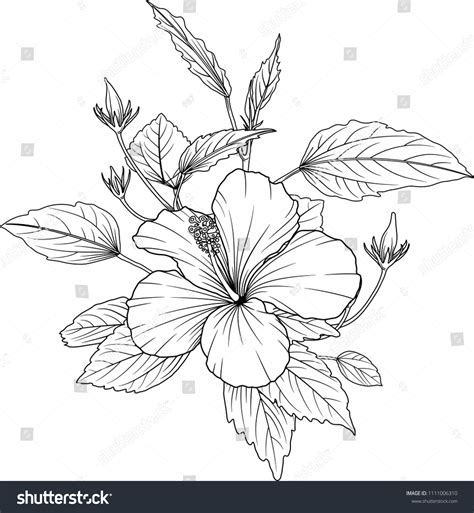 Hibiscus Flowers Drawing Sketch Lineart On: stockvector (rechtenvrij ...