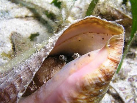 What Is A Conch Eye at Terry Prater blog